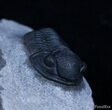 Nice Prone Gerastos Trilobite - Great Detail #2373-2